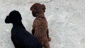 狗交配高清视频,高清交配视频揭秘