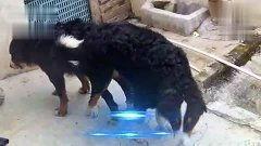 狗交配高清视频,高清交配视频揭秘